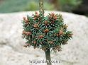 wbgarden dwarf conifers 16